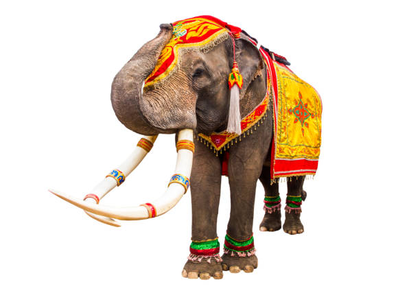istock elephan raising  trunk ,elephant has beautiful and large isolated on white background. colorful painted elephant head ,Decorated elephants in Thailand. 1201349334