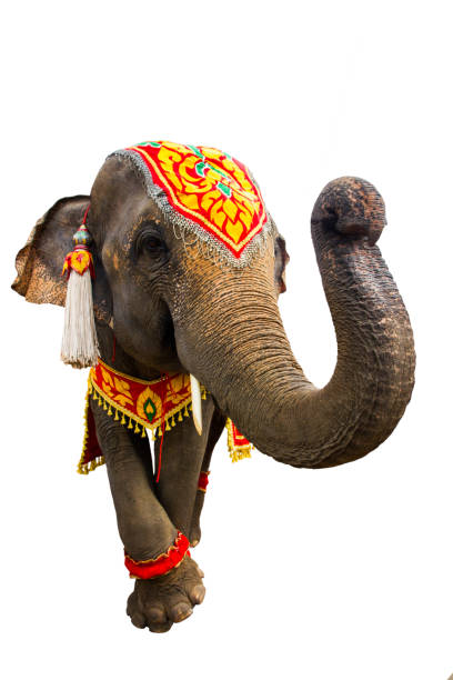 istock elephan raising  trunk ,elephant has beautiful and large isolated on white background. colorful painted elephant head ,Decorated elephants in Thailand. 1201349932