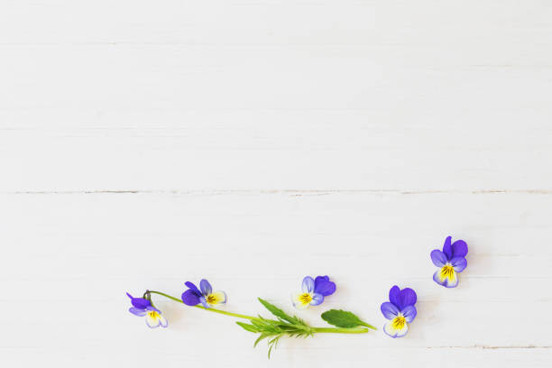 istock viola flowers on wooden background 1201352364