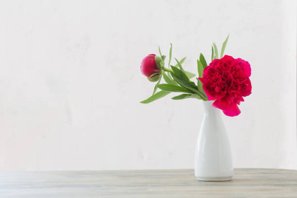 red peony flowers in white vase on white background