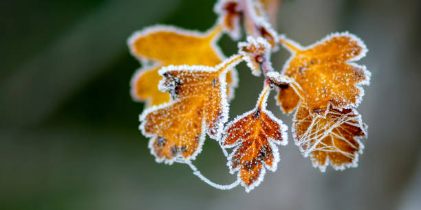 istock colored autumn leaves in nature 1201353030