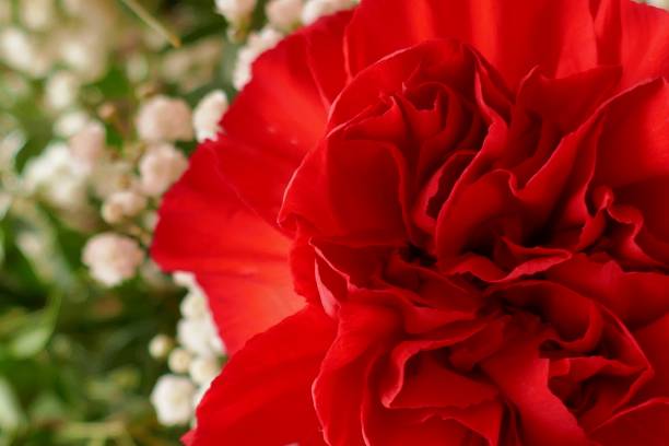 istock Red geranium flower close-up on a blurred white flowers background.Floral spring background. Spring season. 1201354158