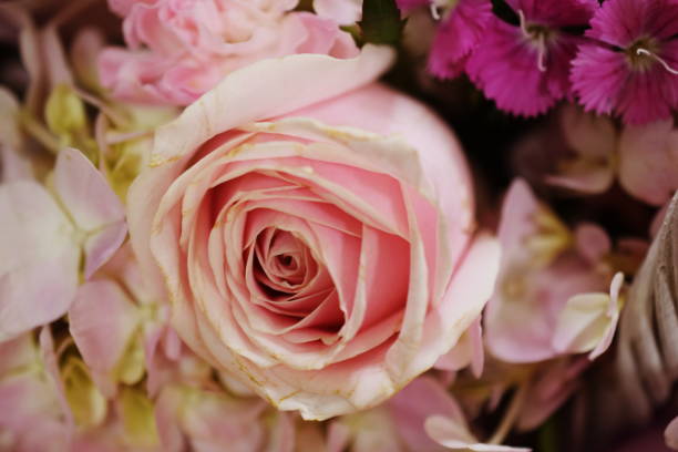 istock close up beautiful Pink rose flower bouquet 1201354330