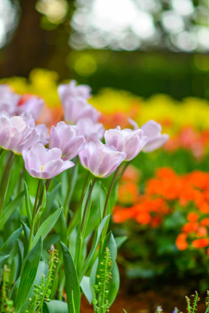 istock Beautiful flowers in the garden. 1201355635