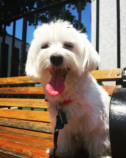 istock Summer dog days all smiles 1201358201