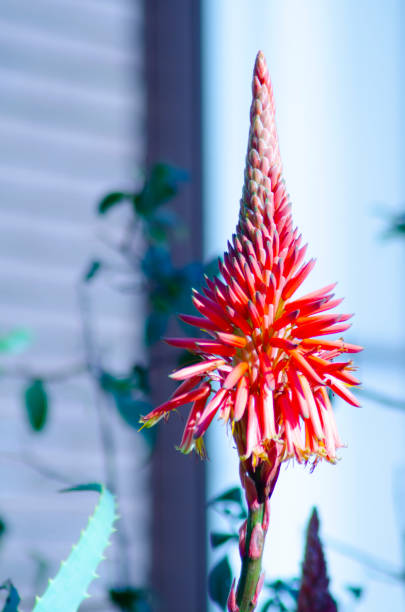 istock Beautiful winter aloe in Japan 1201359180