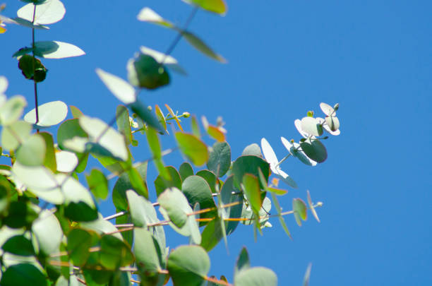 istock Beautiful herbal eucalyptus tree in Japan 1201359260