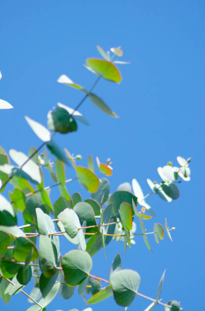 istock Beautiful herbal eucalyptus tree in Japan 1201359285