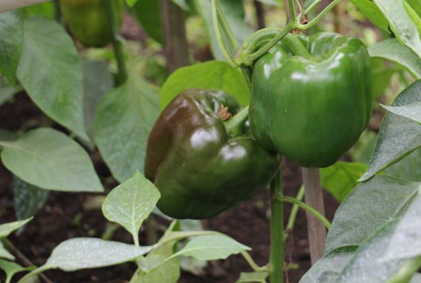 istock pepper harvest in the greenhouse 1201359474