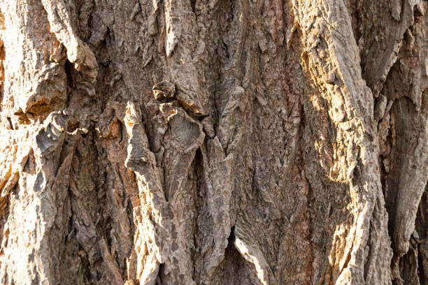 istock Focused area of a tree with a strong bokeh - background patterns 1201360831