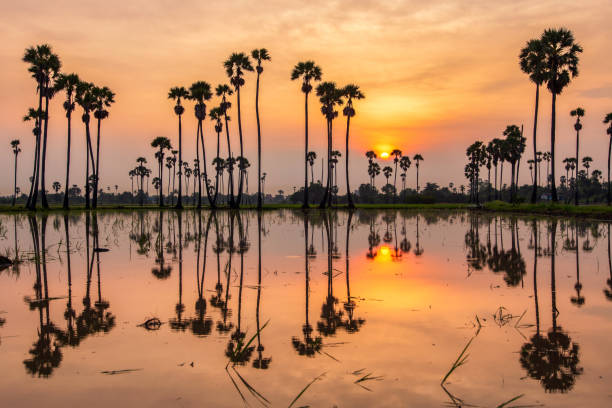 istock Silhouette of reflection of palm tree during sunrise time 1201361183