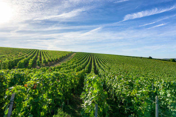 Row vine grape in champagne vineyards at montagne de reims, Reims, France