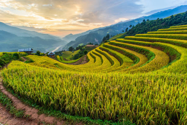 Green terraced rice fields in rainny season at Mu Cang Chai