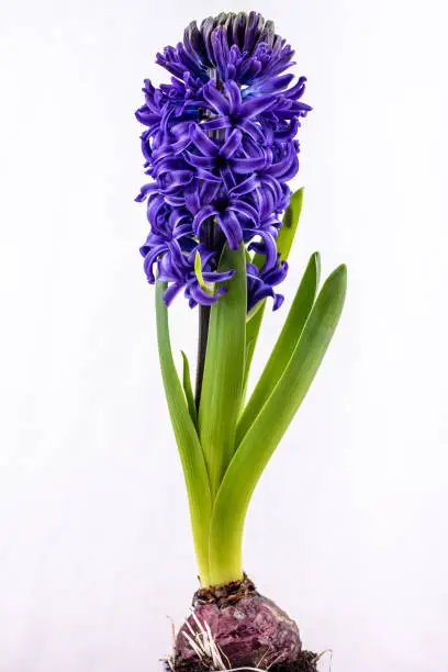Blue Hyacinth flower isolated on white background