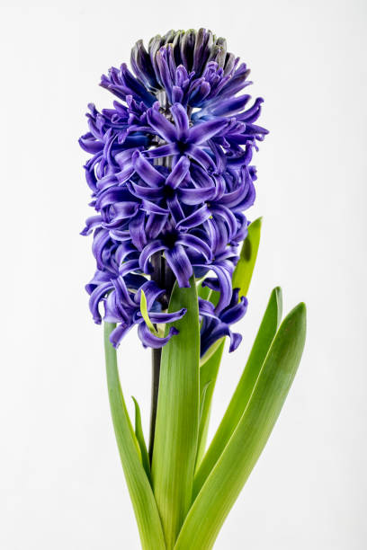 istock Blue Hyacinth flower isolated on white background, close up 1201362393