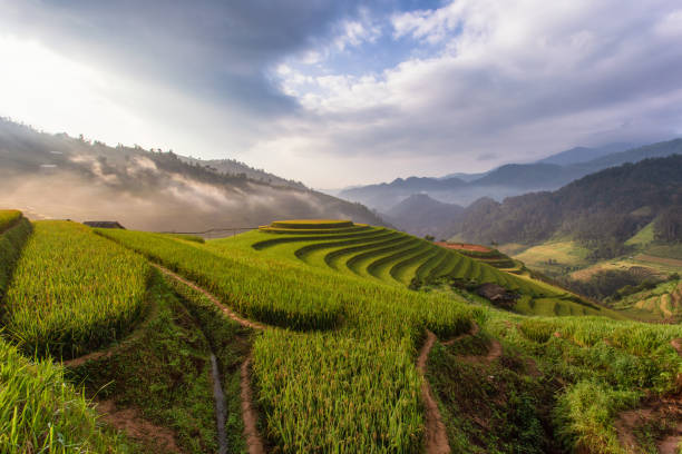 istock Green terraced rice fields in rainny season at Mu Cang Chai 1201362441