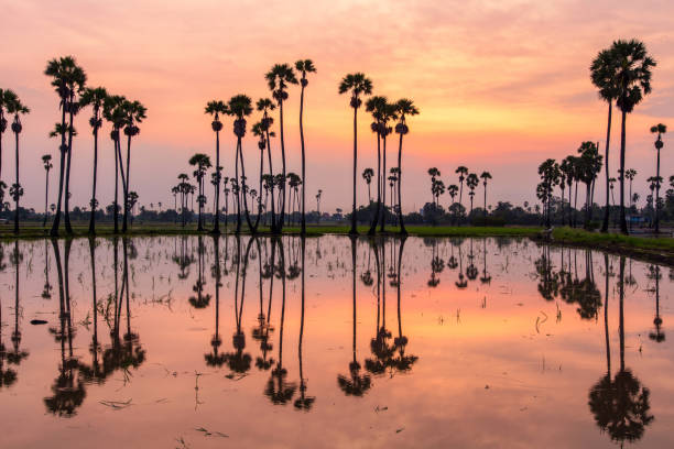istock Silhouette of reflection of palm tree during sunrise time 1201362443