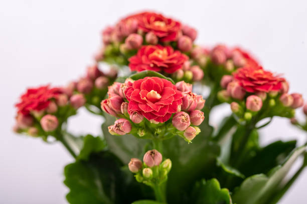 istock Calandiva with red flowers on a white background close up 1201362969