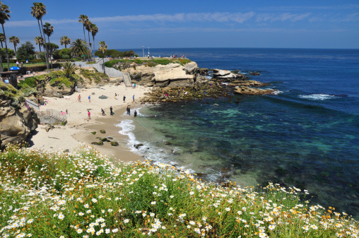 La Jolla Cove with La Jolla swimming beach at the Pacific Ocean north San Diego which shows a variety of pretty flowers in the foreground.