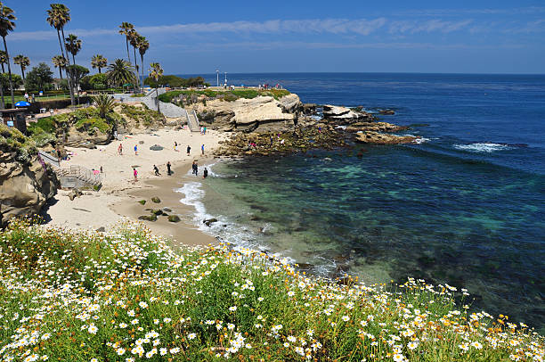 La Jolla Cove Beach at San Diego La Jolla Cove with La Jolla swimming beach at the Pacific Ocean north San Diego which shows a variety of pretty flowers in the foreground. la jolla stock pictures, royalty-free photos & images