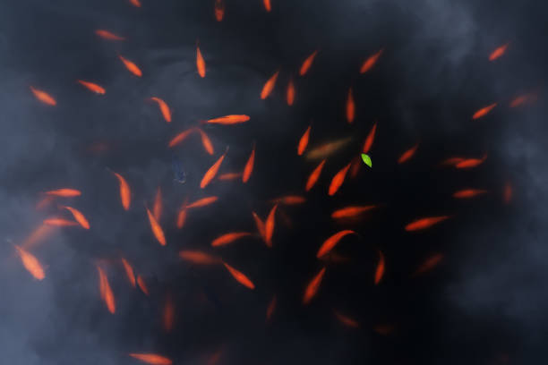beautiful background of a flock of orange fish under water top view. marine animal