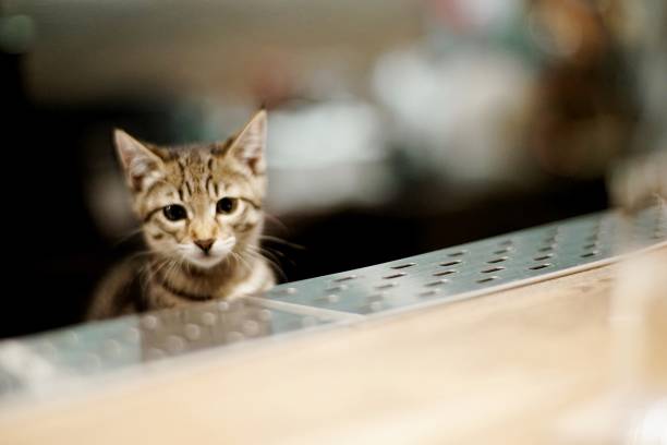 bar con gato lindo - protection domestic cat animal head cub fotografías e imágenes de stock