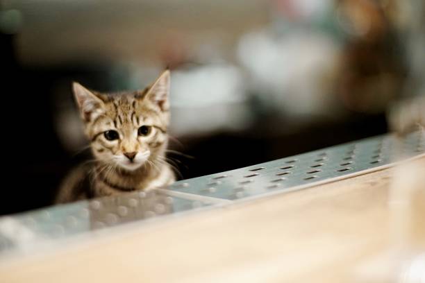 bar con simpatico gatto - protection domestic cat animal head cub foto e immagini stock
