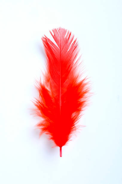 istock Beautiful red maroon bird feathers pattern texture background for Decorative design ,wallpaper and other 1201365720