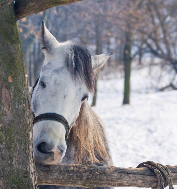 Winter scene. Hand reaching to pet the horse.