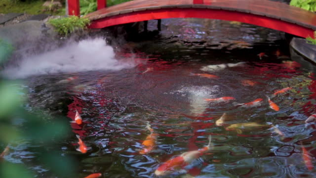 Koi fish or Fancy Carp are swimming in Japanese pond.