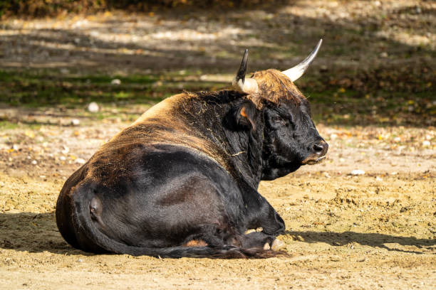 istock Heck cattle, Bos primigenius taurus or aurochs in the zoo 1201368037