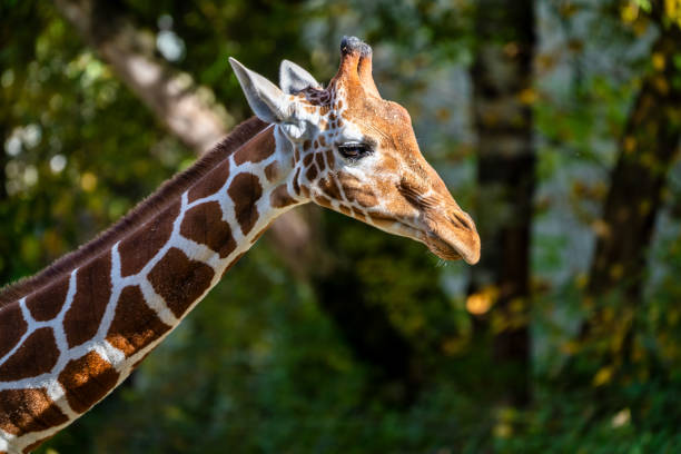 istock The giraffe, Giraffa camelopardalis is an African mammal 1201368110