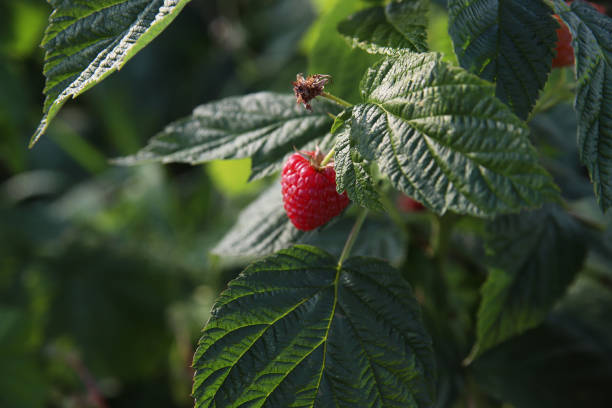 istock Ripe raspberries on a branch 1201368139