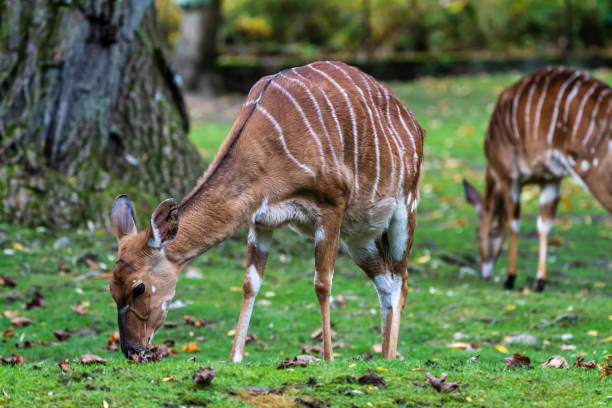 istock Nyala Antelope - Tragelaphus angasii. Wild life animal. 1201369218