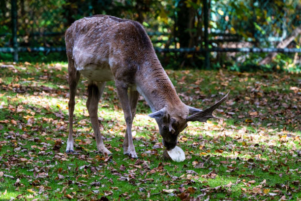 The fallow deer, Dama mesopotamica is a ruminant mammal belonging to the family Cervidae.