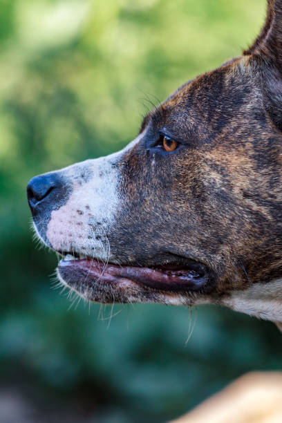 istock black dog's mouth close-up 1201371423