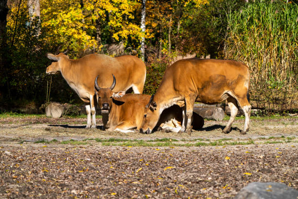 istock Banteng, Bos javanicus or Red Bull is a type of wild cattle. 1201371440