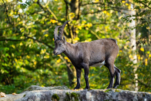 istock Male mountain ibex or capra ibex on a rock 1201371518