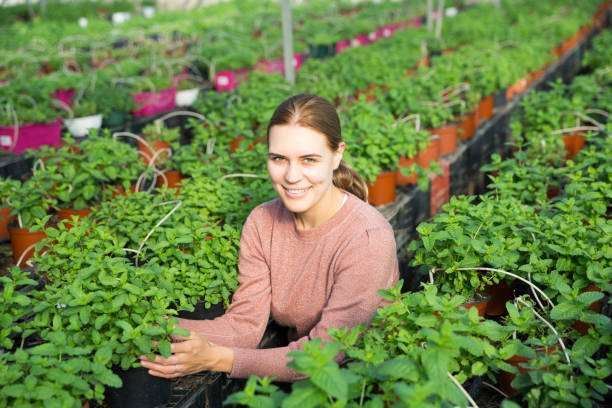 istock Woman controlling quality of Mint plants 1201372386