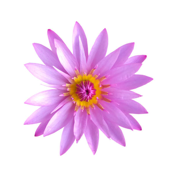 istock Close up pink lotus flower on white background. 1201374309
