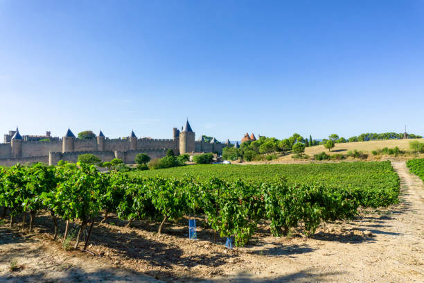 istock Row vine grape in champagne vineyards at Carcassonne 1201374776