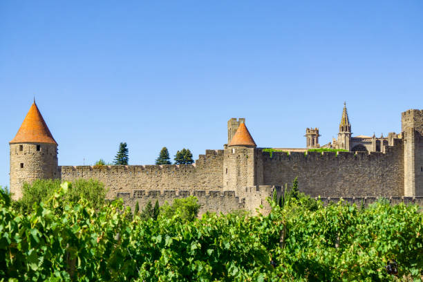 istock Row vine grape in champagne vineyards at Carcassonne 1201374817