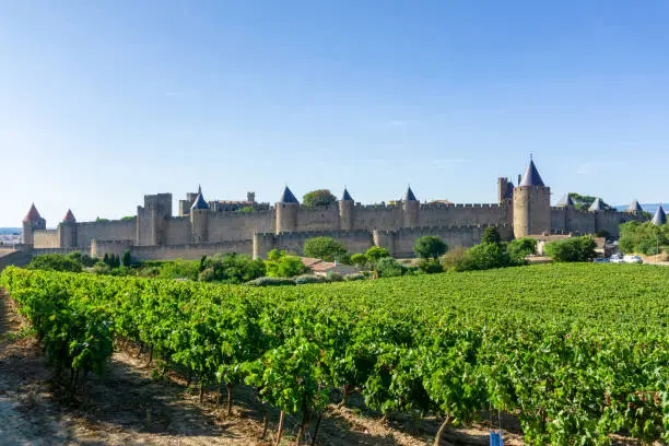 Photo of Row vine grape in champagne vineyards at Carcassonne