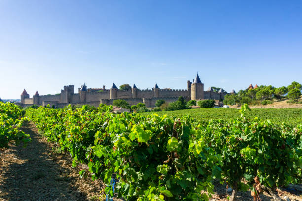 istock Row vine grape in champagne vineyards at Carcassonne 1201374892