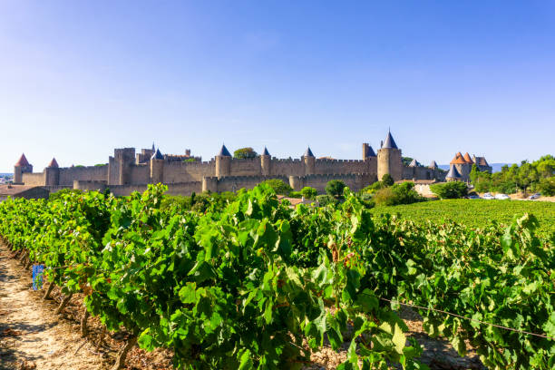 istock Row vine grape in champagne vineyards at Carcassonne 1201374903