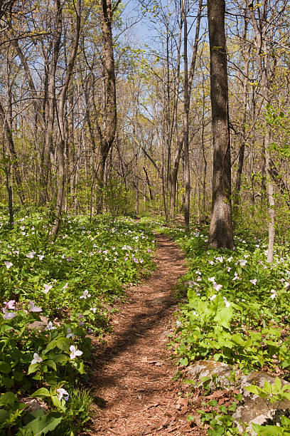 istock Trillium plants line the Appalachian trail 120137674