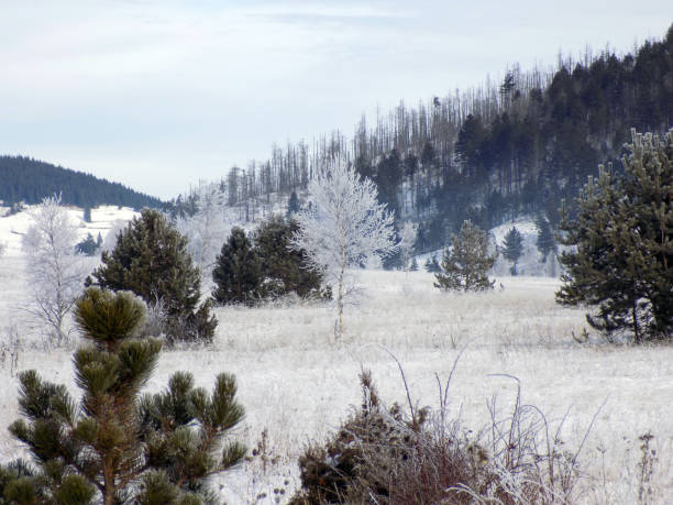 istock Frozen birch trees and pines on high mountains during winter 1201385183
