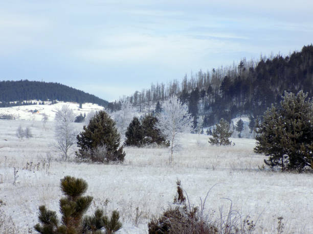 istock Frozen birch trees and pines on high mountains during winter 1201385208