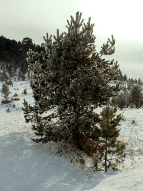 istock Young pine trees on the mountain slope under the snow 1201385284