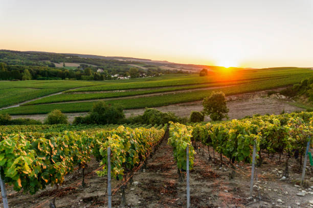row vine grape in champagne vineyards at montagne de reims - montagne sol imagens e fotografias de stock